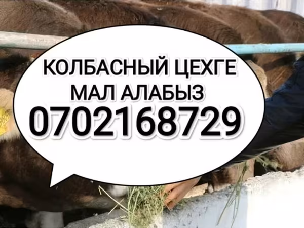 Cattle
