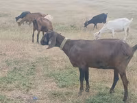 عنزة, Nubian Goat — الصورة 4