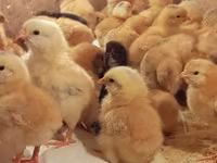 Chickens — الصورة 7