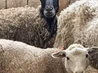 Ram, Katum sheep — photo 8