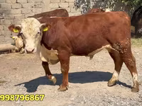 ثور, البقرة البيضاء الحمراء البيلاروسية — الصورة 3