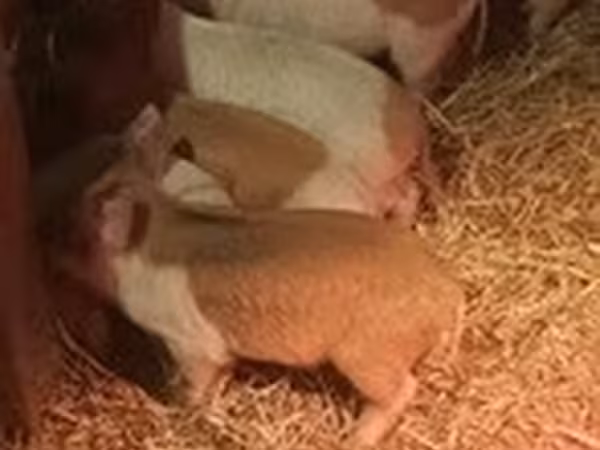 Pigs