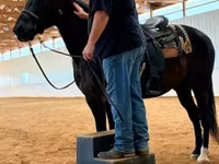 حصان, French Trotter — الصورة 8