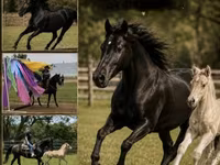 فرس, Rocky Mountain Horse — الصورة 1