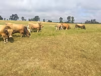 ثور, Aubrac cattle — الصورة 4