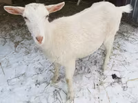 Goat, Saanen goat — photo 2