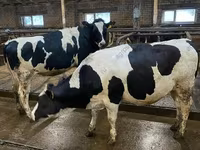 Cow, Holstein breed — photo 1