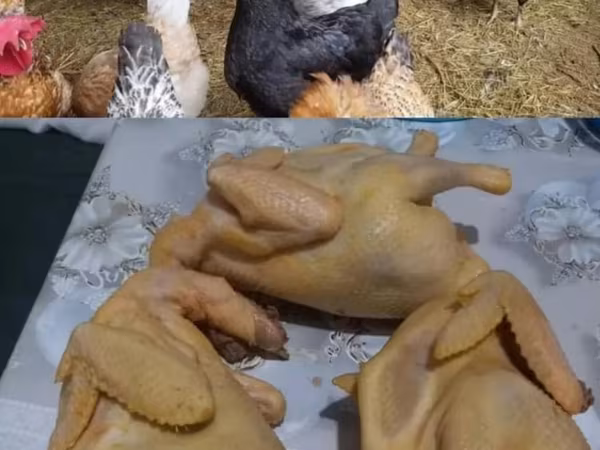 Брама