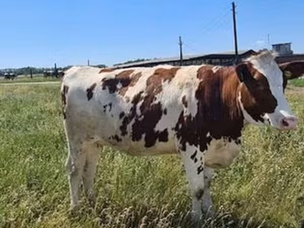 Mucca rossa danese