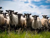 كبش, Romanov sheep — الصورة 2