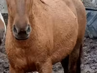 فرس, American shetland pony — الصورة 6