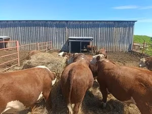 Hereford