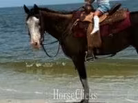فرس, American paint horse — الصورة 6
