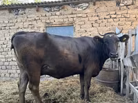 Cow, Swiss cattle — photo 2