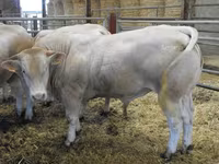 ثور, Blonde d’Aquitane cattle — الصورة 3