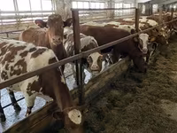 Cow, Holstein breed — photo 5