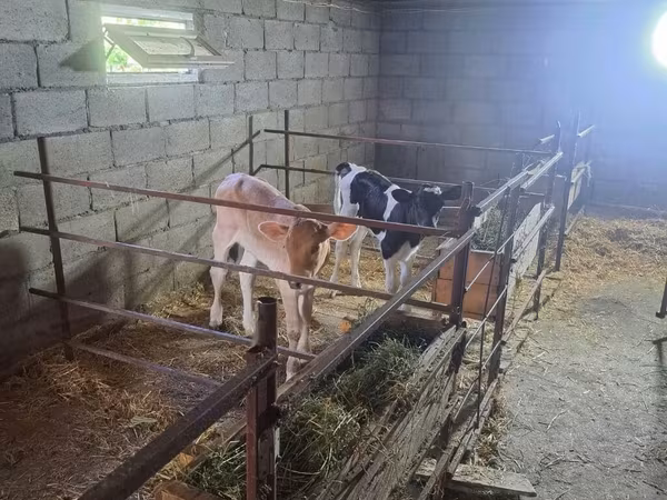 Banda la Holstein