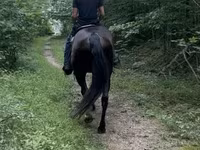 حصان, French Trotter — الصورة 4