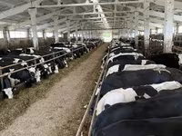 بقرة, Yaroslavl cattle — الصورة 4