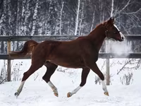 فرس, American shetland pony — الصورة 5