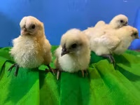 أدلر سيلفر — الصورة 8