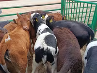 Cow, Limousin cow — photo 4