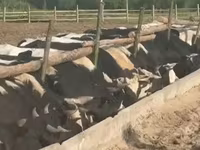 ثور, Yaroslavl cattle — الصورة 3