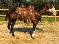فرس, American paint horse — الصورة 4