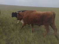 Bull, Russian Black pied cattle — photo 2
