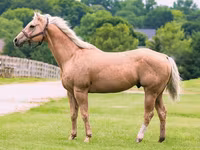 حصان, Quarter Horse — الصورة 1