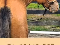 حصان, Palomino — الصورة 8