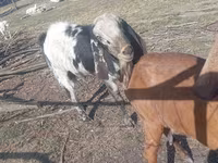 Billy Goat, Nubian Goat — photo 2