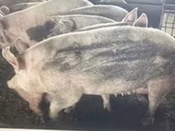Pigs