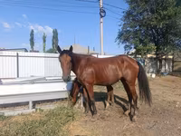 فرس, Thoroughbred horse — الصورة 5