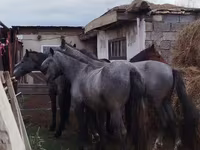 حصان, Horse breed — الصورة 1