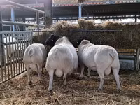 كبش, Dorper sheep — الصورة 4