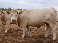 بقرة, Charolais cattle — الصورة 4