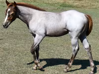 فرس, Quarter Horse — الصورة 2