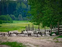 كبش, Romanov sheep — الصورة 1