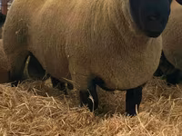 كبش, Dorper sheep — الصورة 2