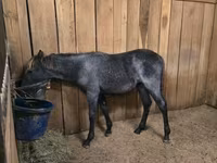 فرس, Rocky Mountain Horse — الصورة 8