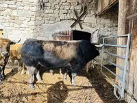 بقرة, Aubrac cattle — الصورة 1