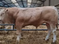 Bull, Cattle — photo 2