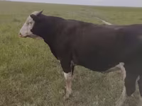 Bull, Russian Black pied cattle — photo 1