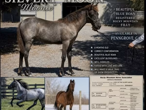 فرس, Rocky Mountain Horse