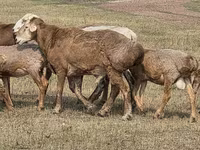 كبش, Hissar sheep — الصورة 6