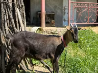 Goat, Nubian Goat — photo 1
