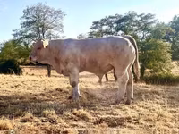 ثور, Charolais cattle — الصورة 1