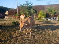 بقرة, سلالة جيرسي — الصورة 2