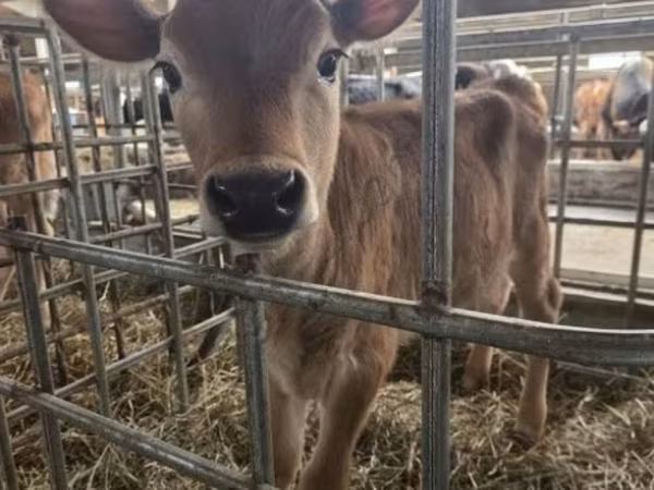 Cow, Jersey breed